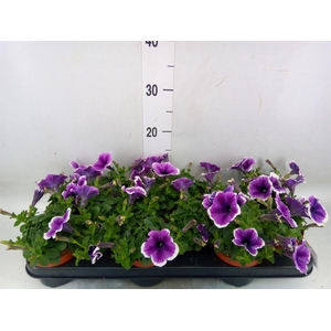 Petunia  'Famous Lilac Vein'