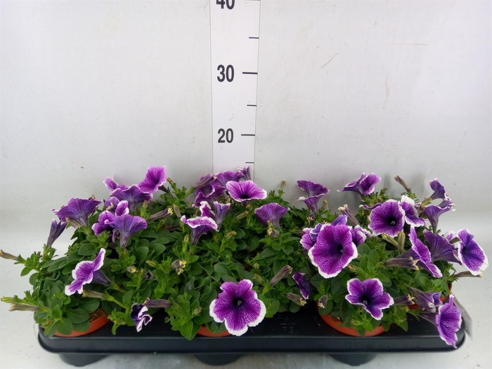 <h4>Petunia 'Famous Lilac Vein'</h4>
