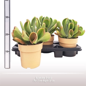 Kalanchoe