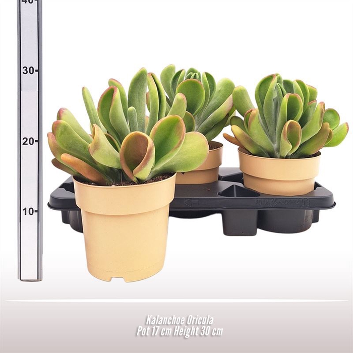 <h4>Kalanchoe</h4>