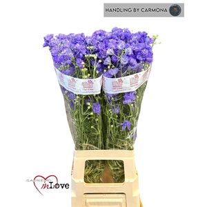 Delph En M Lavender
