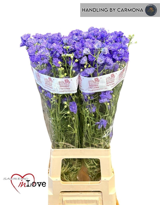 <h4>Delph En M Lavender</h4>