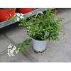 Solanum jasminoides