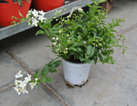 Solanum jasminoides