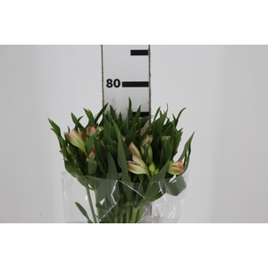 ALSTROEMERIA PAPILLON 080 CM ROSA
