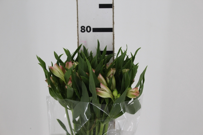 <h4>ALSTROEMERIA PAPILLON 080 CM ROSA</h4>