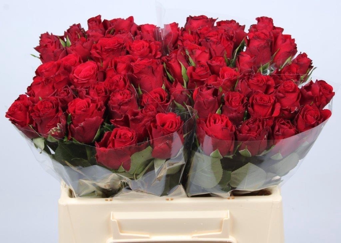 <h4>R GR UPPER CLASS</h4>