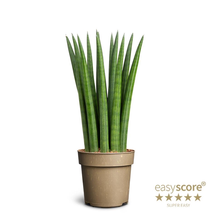 <h4>SANSEVIERIA CYLINDRICA P11 STRAIGHT</h4>