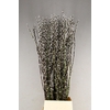 SALIX SNOW FLAKE