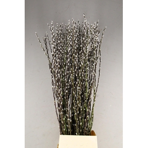 SALIX SNOW FLAKE