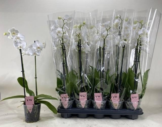 <h4>!! PROMO !! PHAL WHITE 2 TAK</h4>