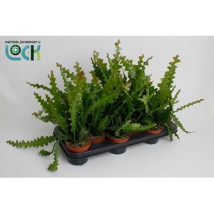 Epiphyllum Anguliger