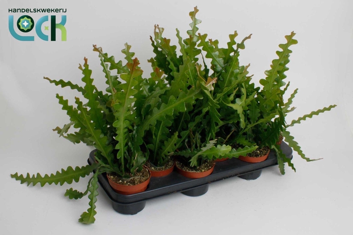 <h4>Epiphyllum Anguliger</h4>