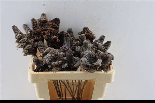 <h4>BANKSIA MENZIESII</h4>