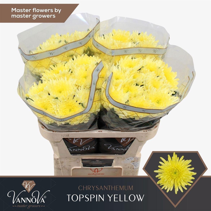 Chr G Topspin Yellow