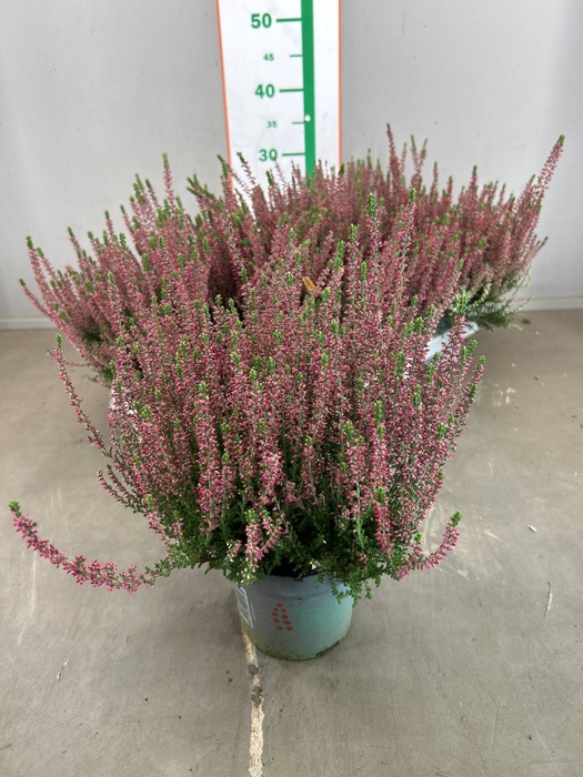 CALLU BL SANNE