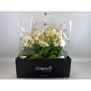 Phalaenopsis multi. 'Cream Punch'