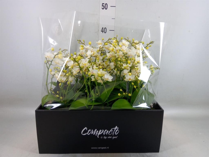 <h4>Phalaenopsis multi. 'Cream Punch'</h4>