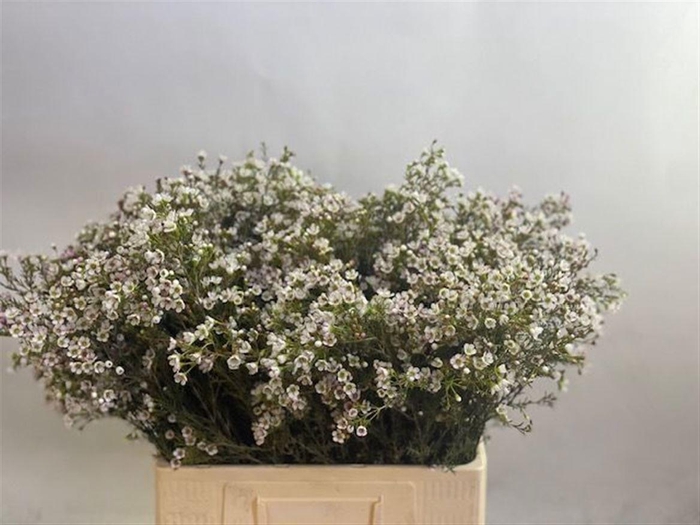 <h4>CHAME BLONDIE</h4>