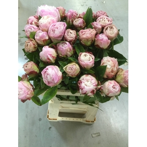 PAEONIA L GARDENIA*#