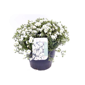 Arenaria montana