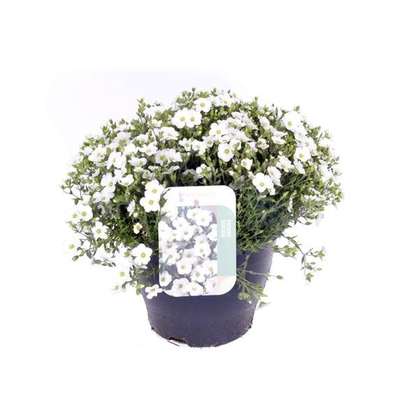 Arenaria montana