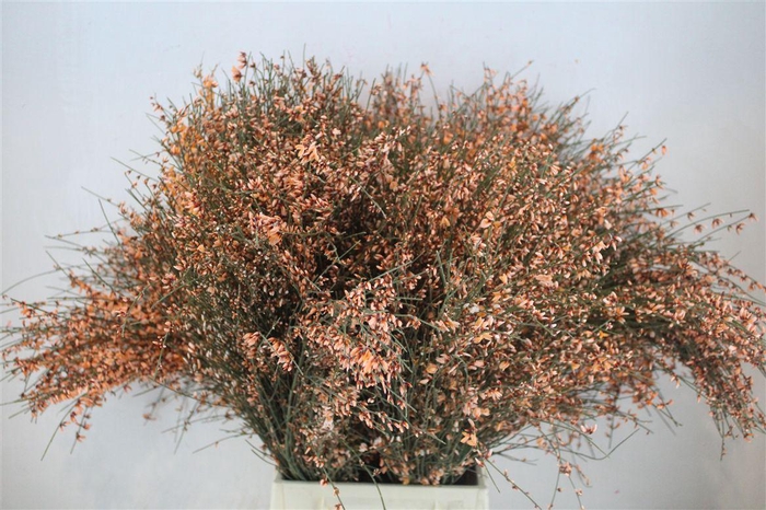 <h4>Ginster 400gr Orange P Bunch</h4>