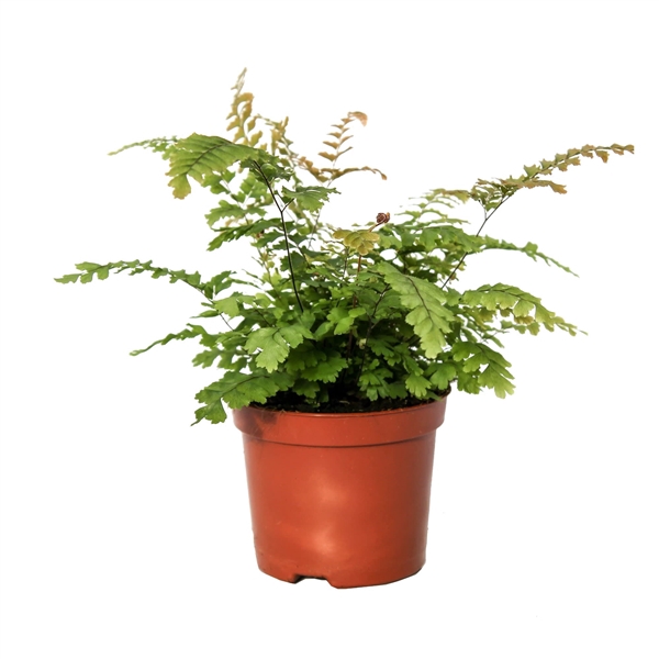 <h4>Adiantum Hispidulum (Rough Maidenhair)</h4>