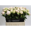 Paeonia Moon over Barrington