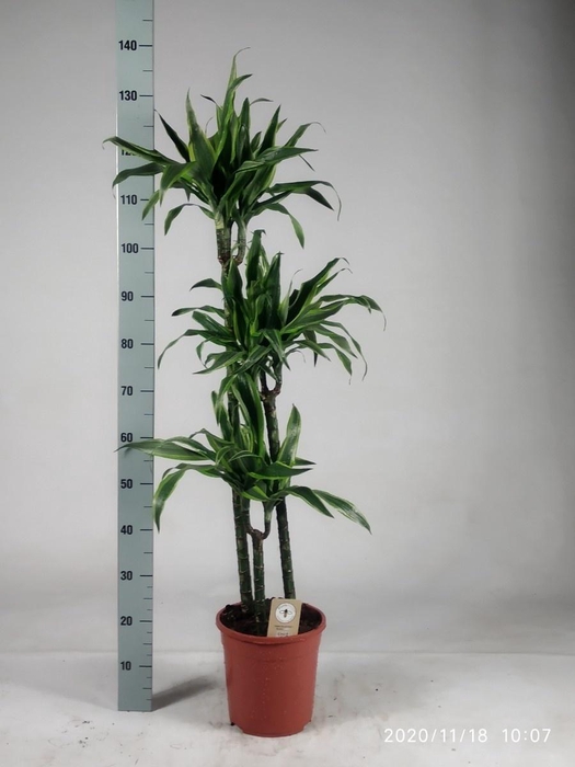 arr8 Dra De Lemon Lime