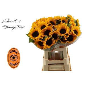 HELI ORANGE FIRE