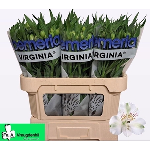 ALSTR VIRGINIA