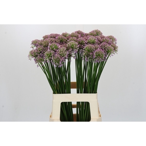 Allium Senescens
