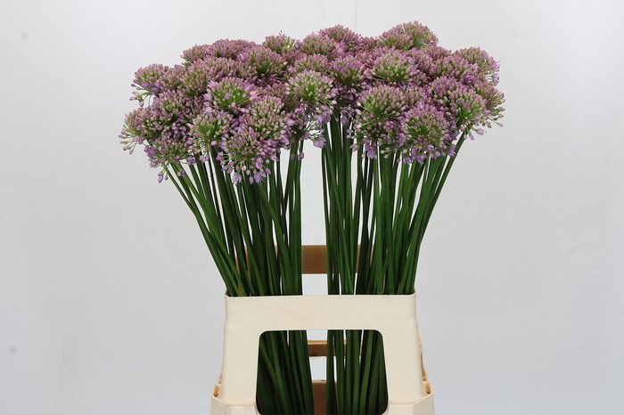 Allium Senescens