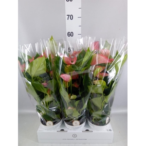 Anthurium andr. 'Livium Red'
