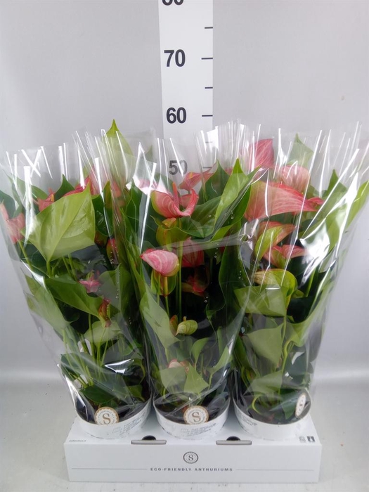 <h4>Anthurium andr. 'Livium Red'</h4>