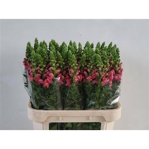 Antir Avignon Rose