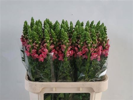 <h4>Antir Avignon Rose</h4>