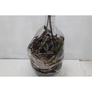 TRADESCANTIA ZEBRINA C21 ROXO
