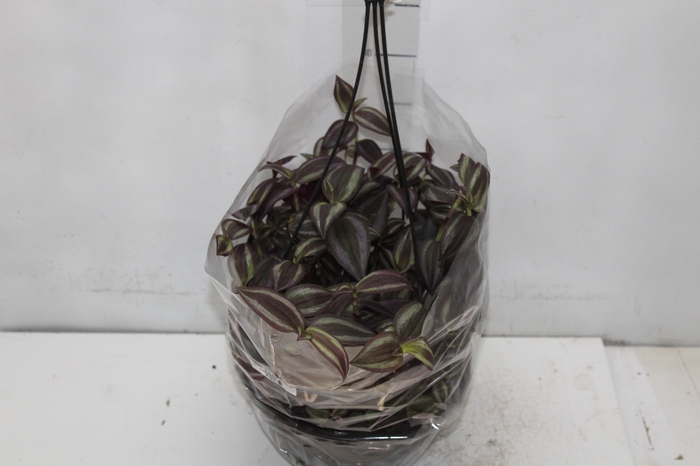 <h4>TRADESCANTIA ZEBRINA C21 ROXO</h4>