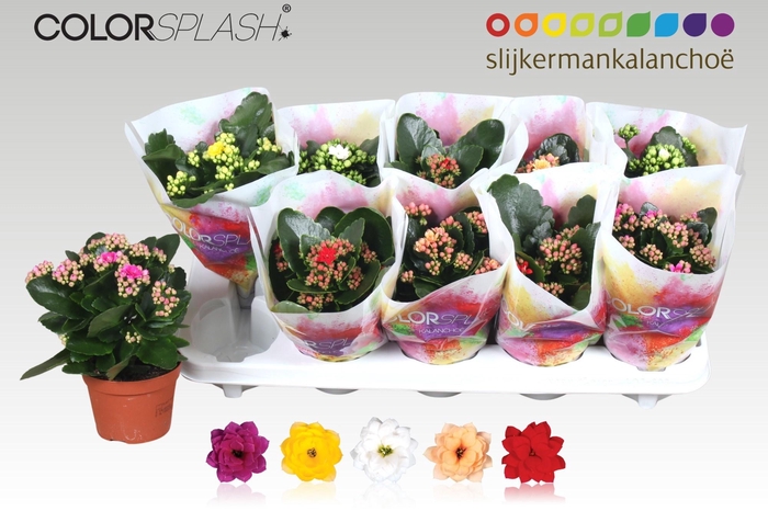 <h4>KAL GE GEM 5 KL</h4>