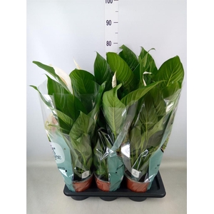 Spathiphyllum  'Bingo Cupido'