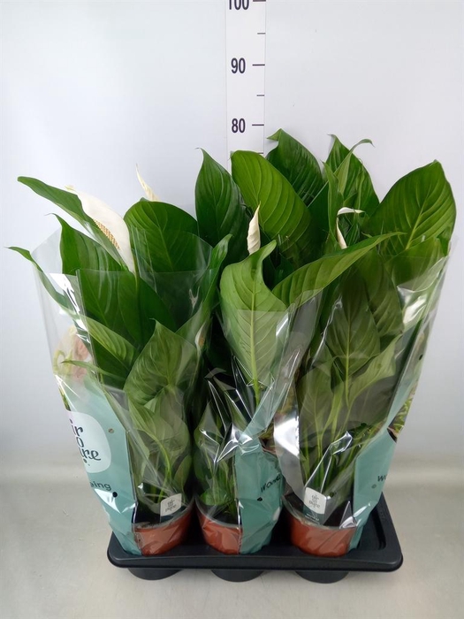 <h4>Spathiphyllum  'Bingo Cupido'</h4>