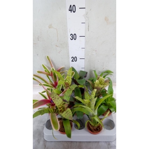 Bromelia   ...mix