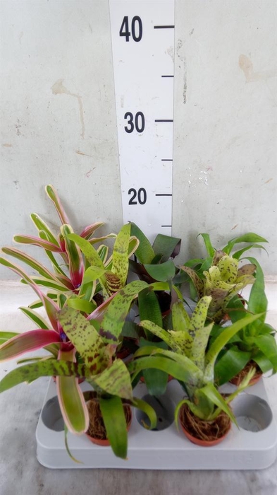 <h4>Bromelia   ...mix</h4>