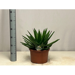 ALOE PERFOLIATA
