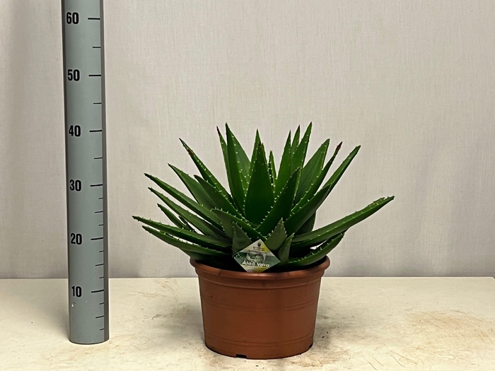 <h4>ALOE PERFOLIATA</h4>