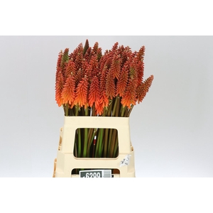 Kniphofia Alcazar