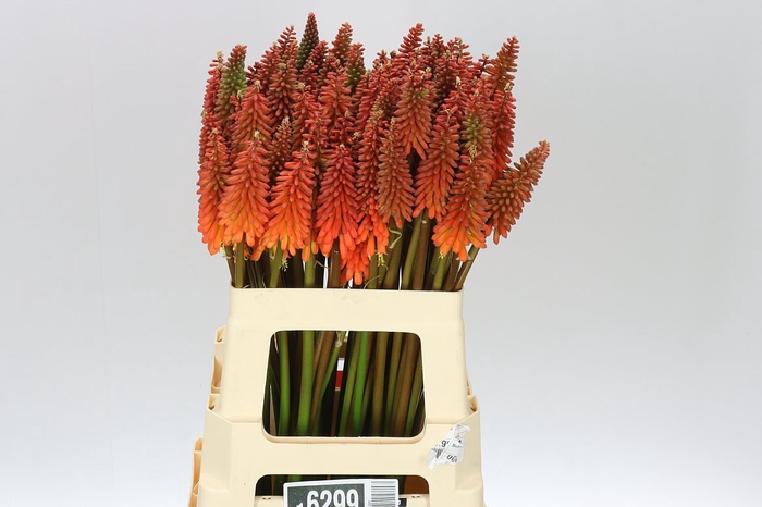 <h4>Kniphofia Alcazar</h4>