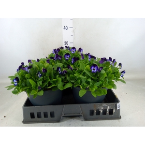 Viola corn. 'Evo Mini Violet Beaco'